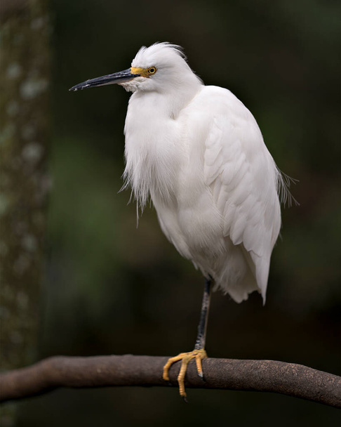 Snowy Egret close up profile view perched on branch displaying white feathers plumage, fluffy plumage, head, beak, eye, feet in its environment and habitat with a blur background. Snowy Egret Stock Photo. - 写真・画像