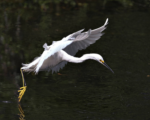 Snowy Egret πουλί γκρο πλαν προβολή προφίλ που φέρουν πάνω από το νερό εμφανίζει λευκά φτερά, το κεφάλι, ράμφος, μάτι, αφράτο φτέρωμα, κίτρινα πόδια στο περιβάλλον και το περιβάλλον του. Χιονισμένο egret Στοκ Φωτογραφία. - Φωτογραφία, εικόνα