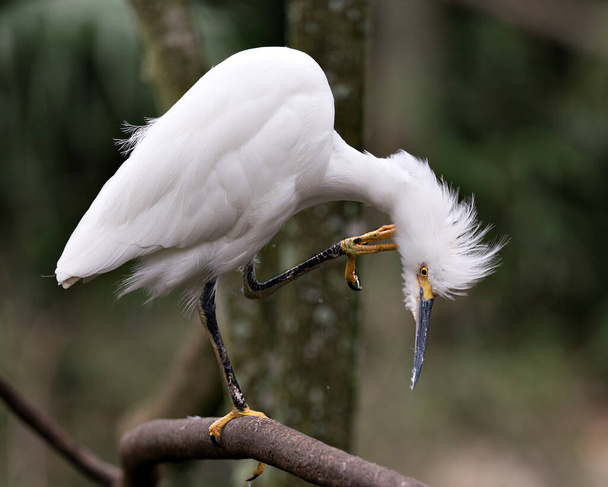 Snowy Egret close up profile view perched on branch displaying white feathers plumage, fluffy plumage, head, beak, eye, feet in its environment and habitat with a blur background. Snowy Egret Stock Photo. - Photo, image