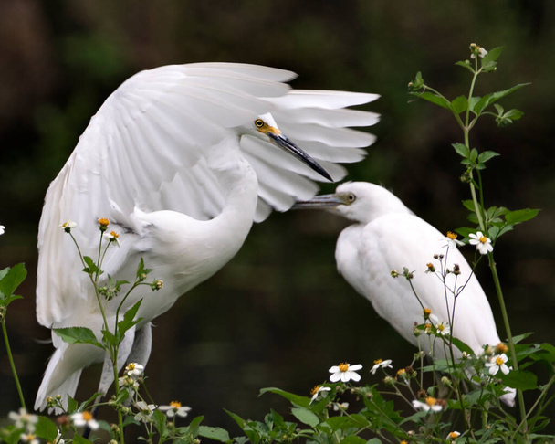 Snowy Egret και Little Egret πουλιά close-up προβολή προφίλ με ανοιχτά φτερά με θολή αντίθεση φόντο και λευκά λουλούδια στο περιβάλλον και το περιβάλλον τους. Χιονισμένο egret Στοκ Φωτογραφία. - Φωτογραφία, εικόνα