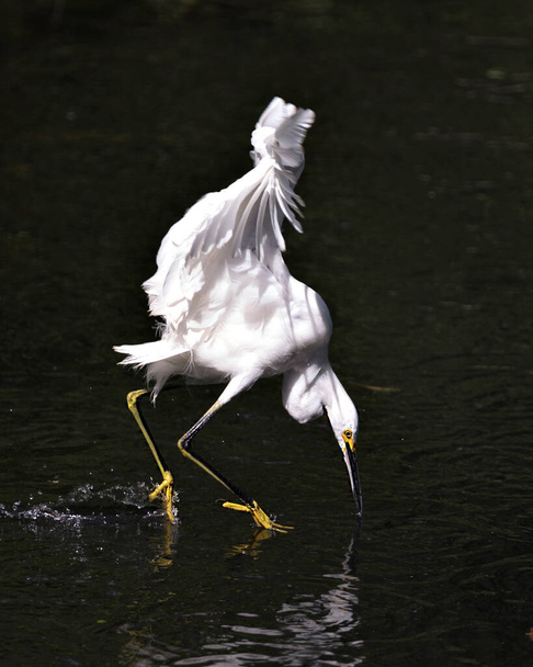 Snowy Egret közelkép profil kilátás a vízben fogás minnows a víz háttér, megjelenítve fehér tollak, fej, csőr, szem, bolyhos tollazat, sárga láb a környezetben és az élőhelyen. Snowy Egret Stock Fotók. - Fotó, kép