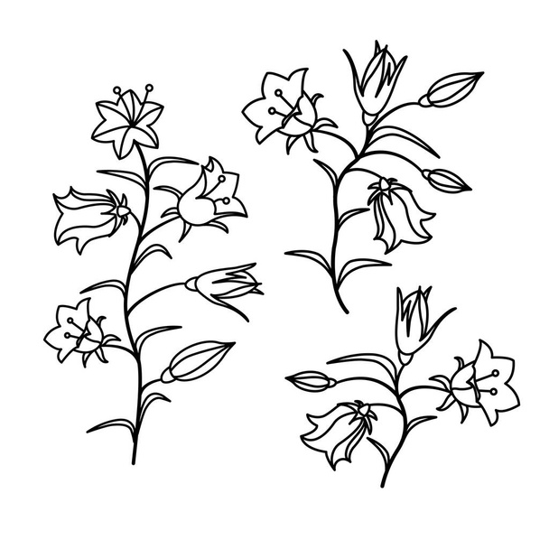 Květy zvonku na bílém izolovaném pozadí. Vektorová ilustrace - Vektor, obrázek