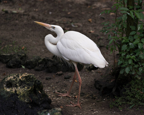 Bílá volavka zblízka s roztaženými křídly a ukazuje své krásné bílé peří peří, zobák, hlavu, nohy ve svém prostředí a prostředí. White Heron stock Fotka. - Fotografie, Obrázek