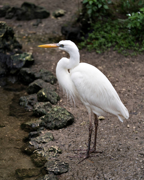 白いヘロンは、広がった翼で閉じて、その美しい白い羽の羽の羽、くちばし、頭、足を生息地や環境に表示します。ホワイトヘロンストックフォト. - 写真・画像