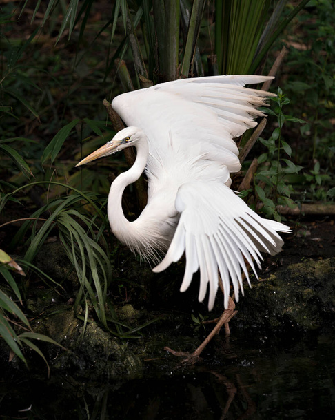Ο Λευκός Ήρων κλείνει με απλωμένα φτερά και επιδεικνύει τα όμορφα λευκά φτερά του φτέρωμα, ράμφος, κεφάλι, πόδια στο περιβάλλον και το περιβάλλον του. Λευκό Ήρωας Στοκ Φωτογραφία. - Φωτογραφία, εικόνα
