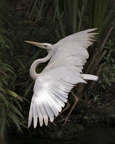 Білий Герон зблизька з розпростертими крилами і демонструє своє чудове біле оперення пір'ям, дзьоб, голову, ноги в оточенні. White Heron Stock Photo. - Фото, зображення