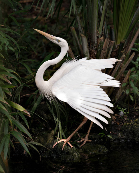 White Heron close up with spread wings and displaying its beautiful white feathers plumage, beak, head, feet in its habitat and environment. White Heron Stock Photo. - Photo, Image