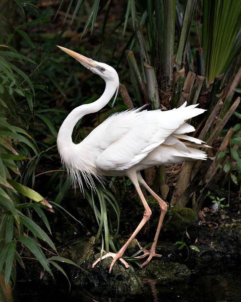 Bílá volavka zblízka s roztaženými křídly a ukazuje své krásné bílé peří peří, zobák, hlavu, nohy ve svém prostředí a prostředí. White Heron stock Fotka. - Fotografie, Obrázek
