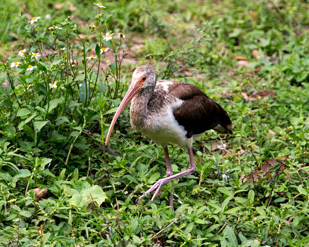 White Ibis juvenile bird close-up profile view walking in foliage with white flowers background and display brown feathers plumage, head, eye, beak, long neck, with a foliage background in its environment and habitat. Witte Ibis Stock Foto. - Foto, afbeelding