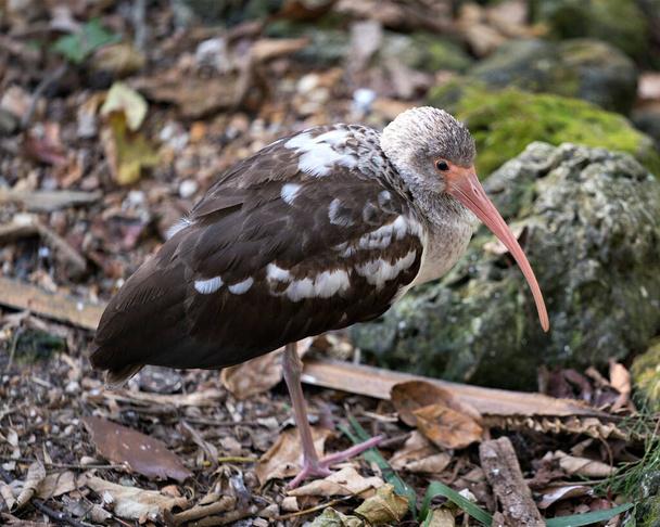 White Ibis juvenile bird close-up profile view by the water with blur background displaying brown feathers plumage, body, head, eye, beak, long neck, in its environment and habitat. White Ibis Stock Photo. - Photo, image