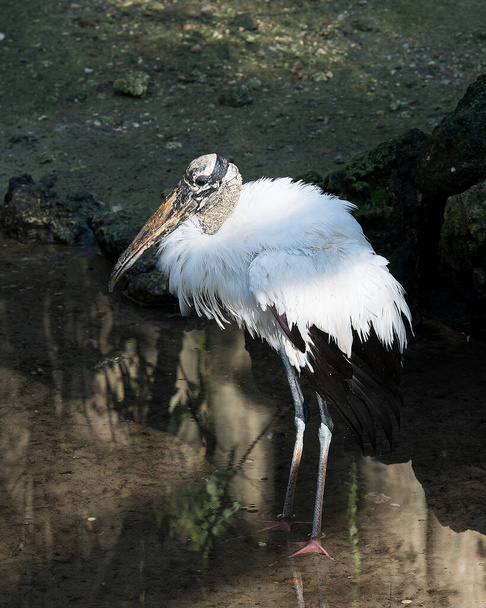 Wood stork close-up profile view by the water displaying white and black fluffy feathers plumage, head, eye, beak, long neck, in its environment and habitat. Wood Stork Stock Photo. - Photo, image