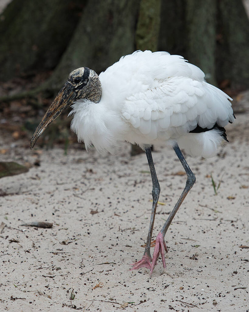 Wood stork close-up profile standing on ground with moss tree trunk background, displaying white and black fluffy feathers plumage, head, eye, beak, long legs, long neck, in its environment and habitat. Wood Stork Stock Photo. - 写真・画像