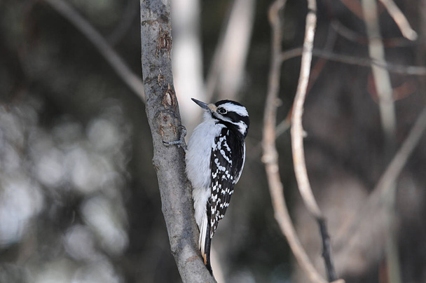 Woodpecker perched displaying white and black colour feather plumage, in its environment and habitat in the forest with a blur background. Woodpecker Stock Photo. Image. Picture. Portrait. - Photo, Image