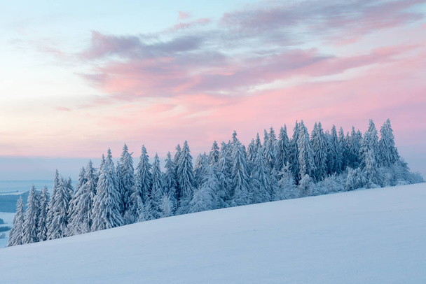 Snowy trees in winter landscape. Orlicke mountains in winter, beautiful cold day near ski resort, Eastern Bohemia, Czech Republic. Trees covered with snow. - Foto, Imagen