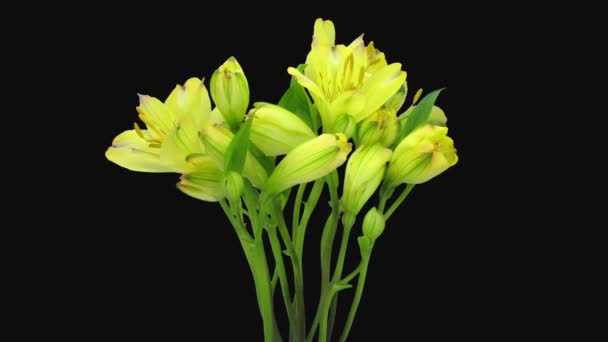 Χρονικό όριο ανοίγματος του κίτρινου Alstroemeria που απομονώνεται σε μαύρο φόντο - Πλάνα, βίντεο