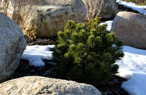 ornamental flower bed with perennial pine and gray granite boulders, mulched bark and pebbles in an urban setting near the parking lot shopping center in winter, snow, herb garden, rockery, rock - Photo, Image