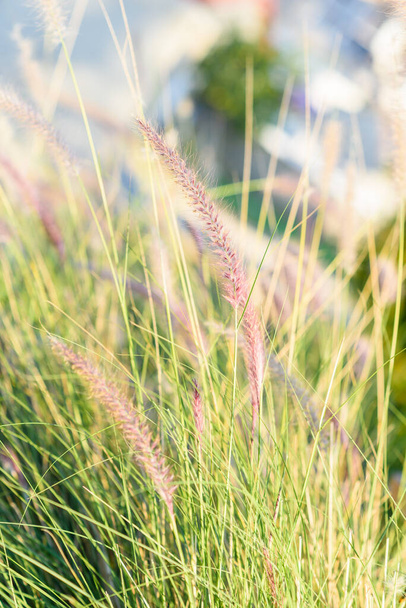 Декоративная трава в саду. - Фото, изображение