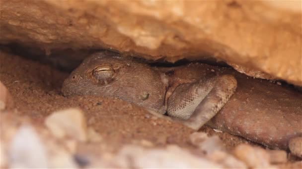 Desert Agama Lizard nyugszik az árnyékban a szikla alattKözelkép lövés, Júdeai sivatag, Izrael - Felvétel, videó