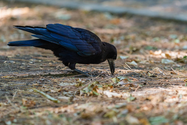 Rook bird or Corvus frugilegus on a ground. - Photo, Image