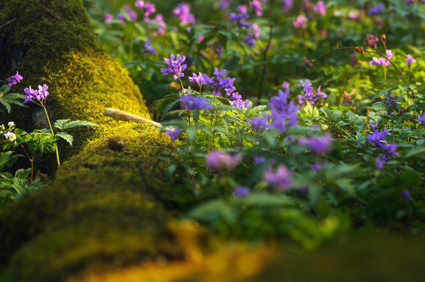wiosenne kwiaty w lesie  - Zdjęcie, obraz
