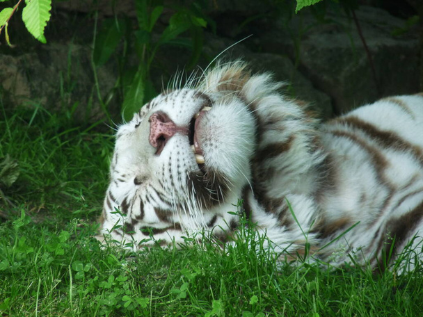 un tigre blanco - Panthera Tigris - durmiendo en la hierba a la sombra de un árbol, con un zoom en la cabeza - Foto, imagen