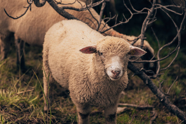 Вівці на пасовищі в горах Швейцарії. - Фото, зображення