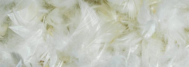 white fine duck feathers. background or texture - Fotografie, Obrázek