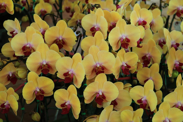 Gelbe Phalaenopsis-Orchidee im Garten - Foto, Bild