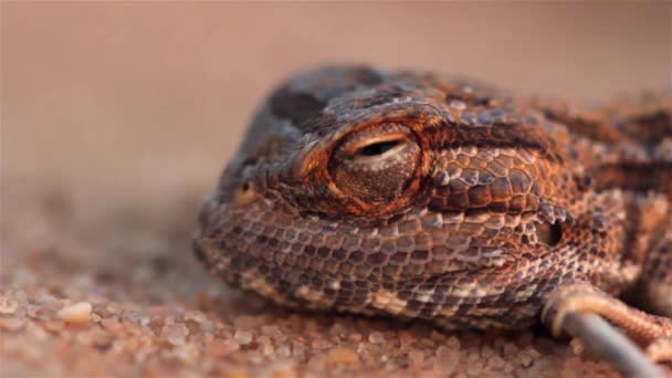 Zeldzame Desert Agama Lizard bij zonsondergang in de woestijnClose-up shot, Negev Desert, Israël - Video
