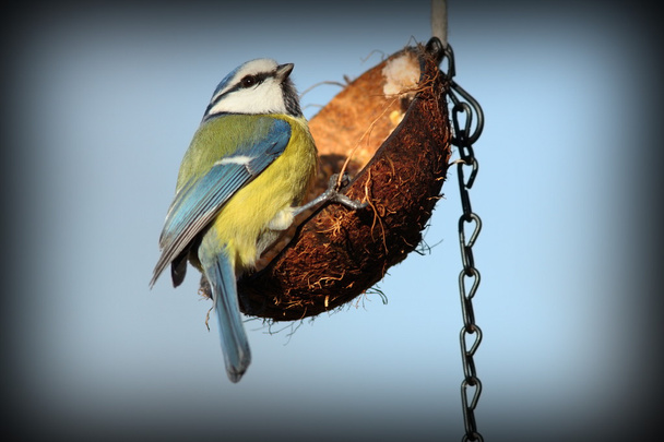 uccellino da giardino su alimentatore
 - Foto, immagini