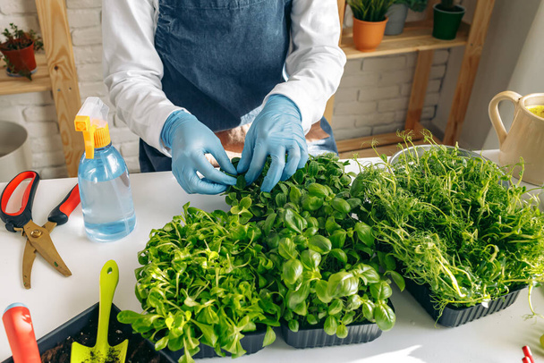Unrecognizable gardener growing microgreens indoors close up - Foto, afbeelding
