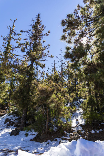 A beautiful shot of snowy forest - Zdjęcie, obraz