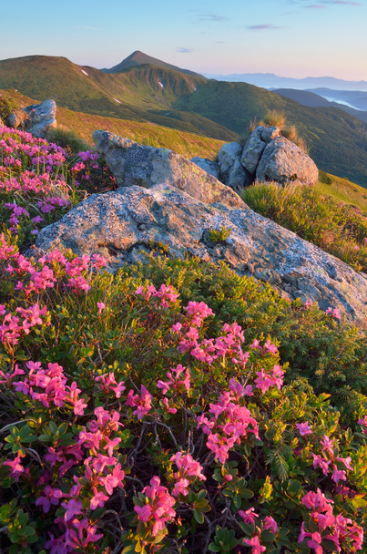 florescendo rododendro nas montanhas
  - Foto, Imagem