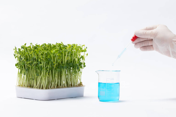 A closeup of a scientist preparing toxic substances for pea sprouts in a laboratory - Foto, afbeelding
