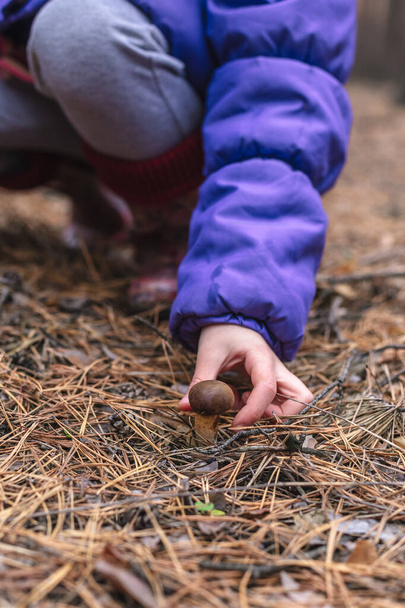 Egy gyerek próbál ehető gombát gyűjteni az erdőben. - Fotó, kép