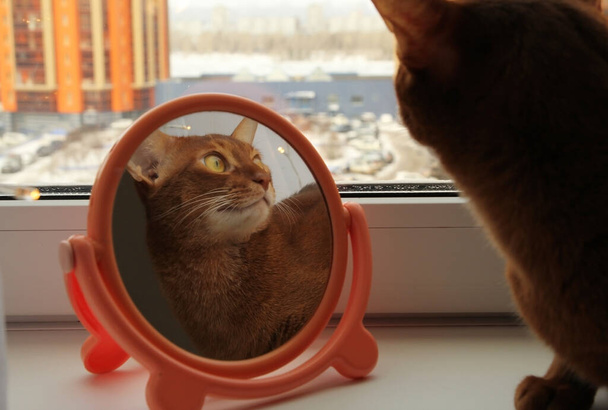 Egy macska portréja. A macska tükröződik egy kerek tükörben. Hajápolás. - Fotó, kép