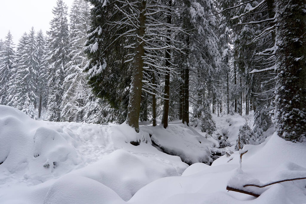 A mesmerizing shot of beautiful snow-covered trees in the forest - Fotó, kép