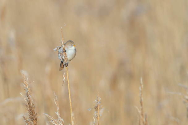 A bearded reedling, female (Panurus biarmicus) sitting in the reed and eating. Bird photography from Sweden in winter. Blurred background, copy space. - 写真・画像