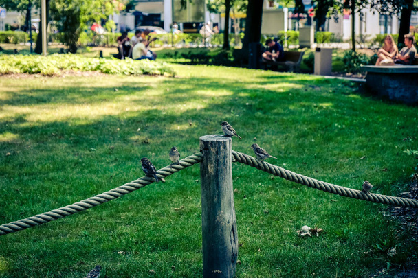pimasz verebek ülnek egy kötélen a parkban, és várják az ételt nyáron.. - Fotó, kép
