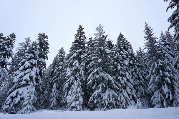 Μια μαγευτική λήψη όμορφων χιονισμένων δέντρων στο δάσος. - Φωτογραφία, εικόνα