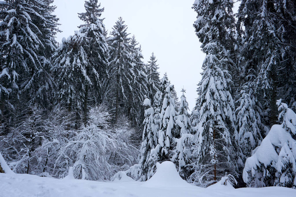A mesmerizing shot of beautiful snow-covered trees in the forest - Photo, Image
