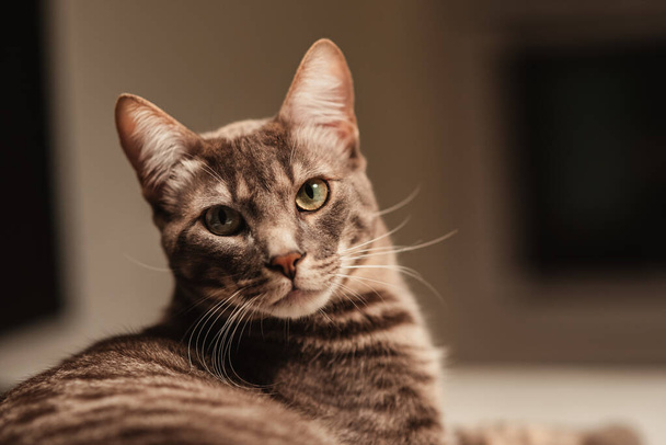 A closeup shot of a beautiful cat on blurred background - Fotó, kép
