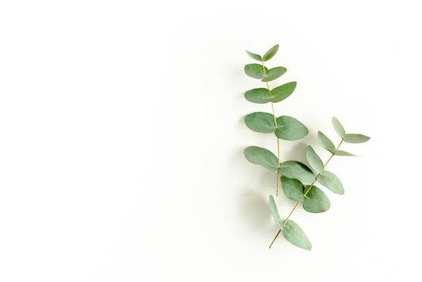 Green leaves eucalyptus isolated on white background. - Photo, image