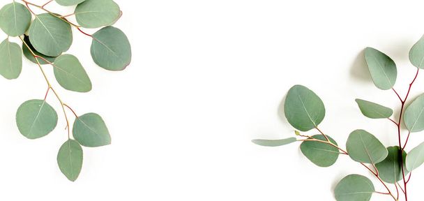 Banner of green leaves eucalyptus isolated on white background. flat lay, top view - Valokuva, kuva