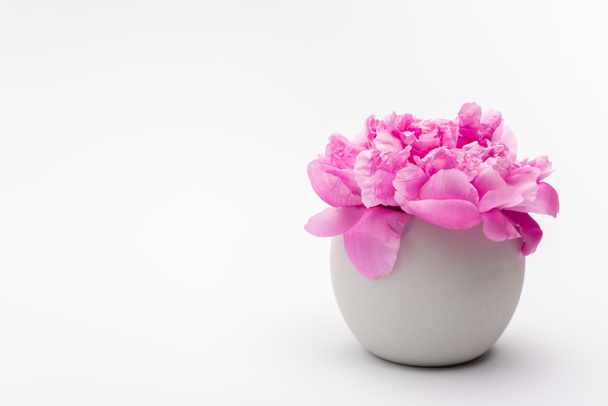 pink peony flower in porcelain vase on white - Photo, Image