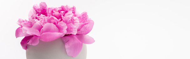 白い旗の上に孤立した磁器の花瓶にピンクの牡丹の花 - 写真・画像