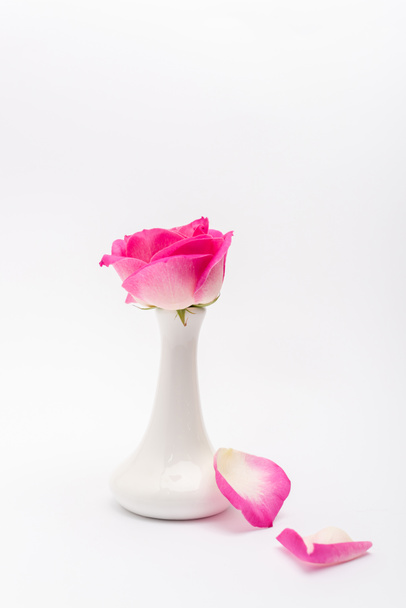 rosa rosa en jarrón de porcelana cerca de pétalos en blanco - Foto, imagen
