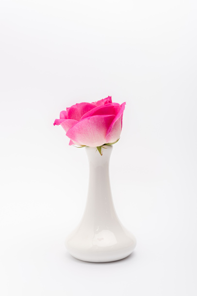 pink rose in porcelain vase on white background - Foto, Imagen