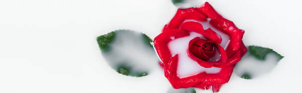 vrchní pohled na červenou růži se zelenými listy v mléčné vodě, prapor - Fotografie, Obrázek