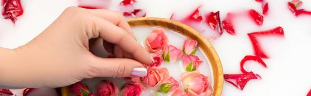 cropped view of woman holding tea rose near bowl with milky water, banner - Foto, Imagen